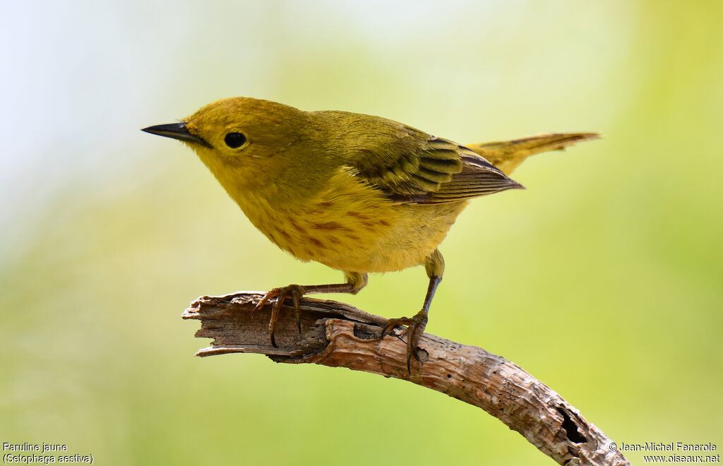 American Yellow Warbler