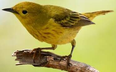 Paruline jaune