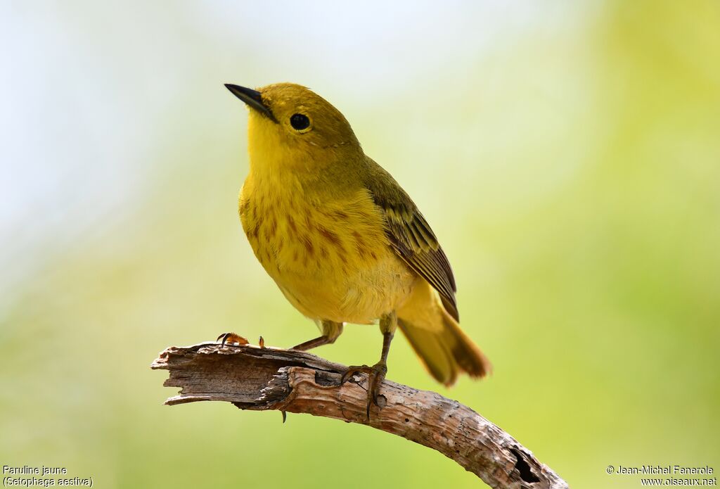 Paruline jaune