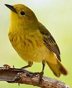 American Yellow Warbler