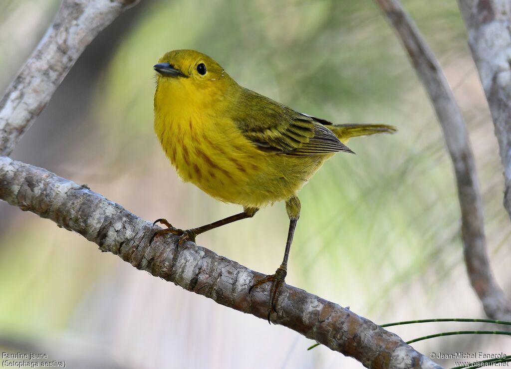 American Yellow Warbler