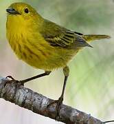 American Yellow Warbler