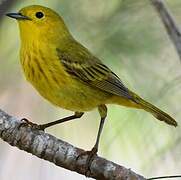 American Yellow Warbler