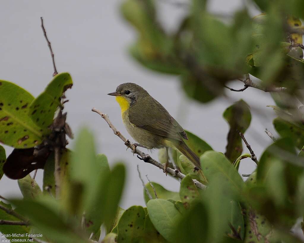 Common Yellowthroat