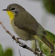 Common Yellowthroat