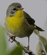 Common Yellowthroat