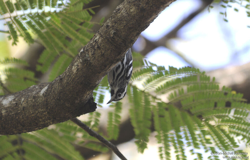 Black-and-white Warbler male adult