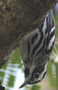 Black-and-white Warbler