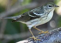 Paruline rayée