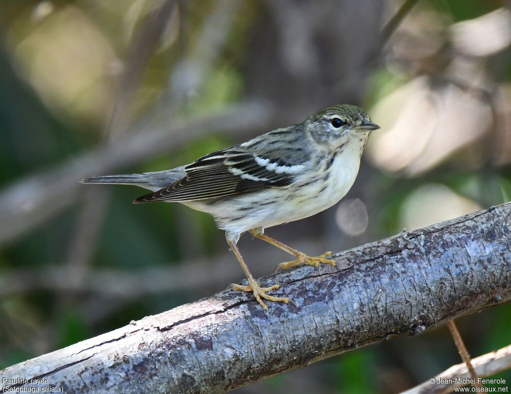 Blackpoll Warbler female