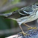 Paruline rayée