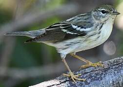 Paruline rayée