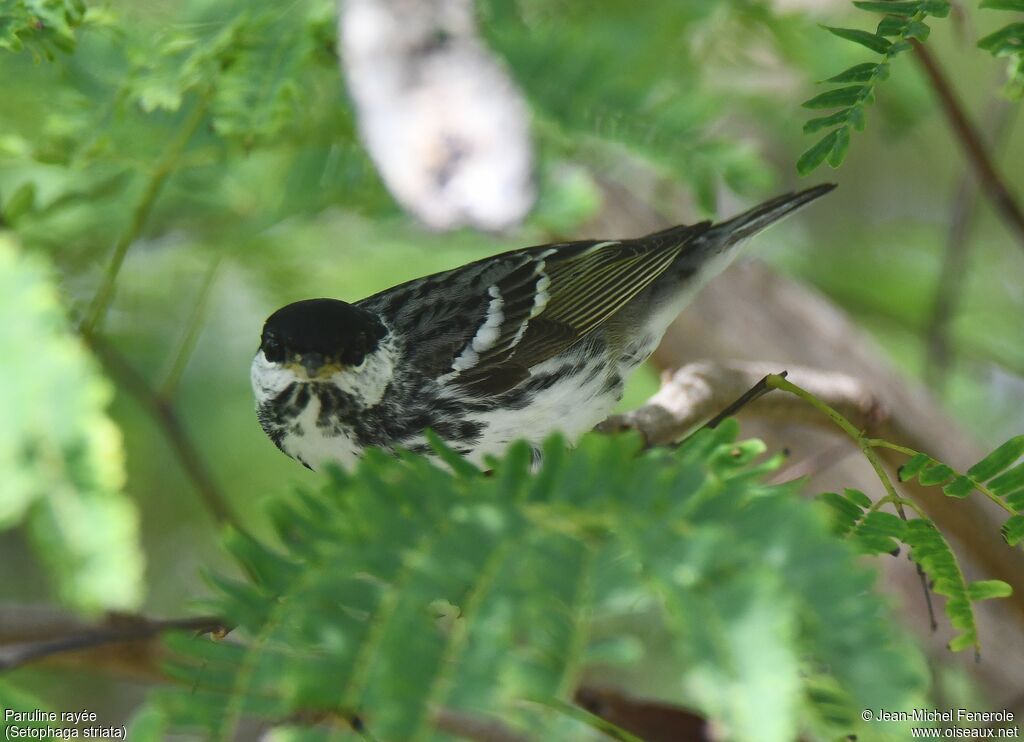 Paruline rayée