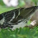 Paruline rayée