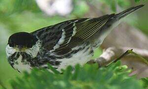 Blackpoll Warbler