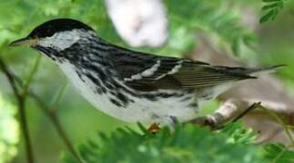 Blackpoll Warbler