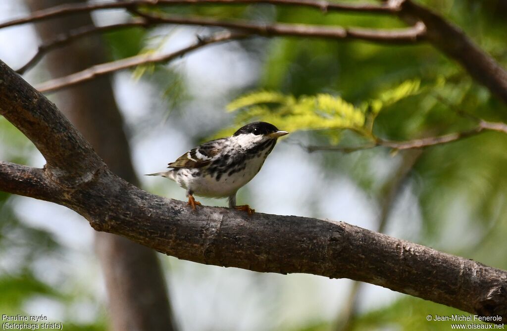 Blackpoll Warbler