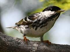 Blackpoll Warbler