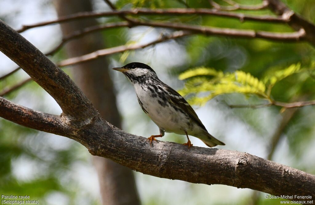 Blackpoll Warbler