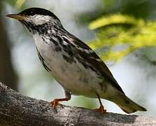 Blackpoll Warbler