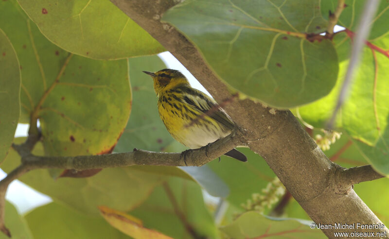 Cape May Warbler male adult