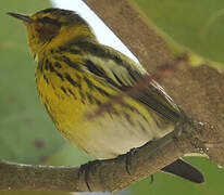 Cape May Warbler