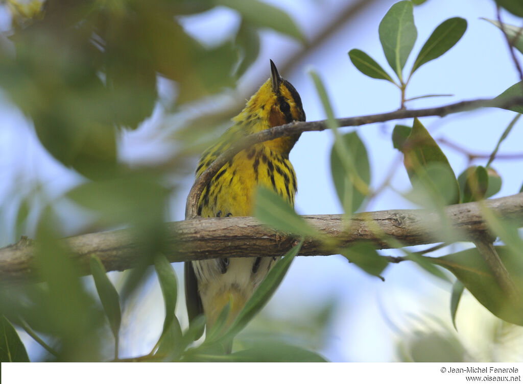 Cape May Warbler male adult