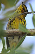 Cape May Warbler