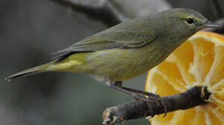 Orange-crowned Warbler