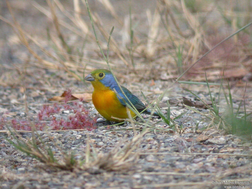 Orange-breasted Bunting