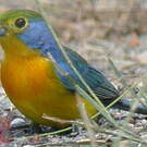 Passerin arc-en-ciel