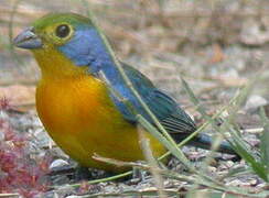 Orange-breasted Bunting