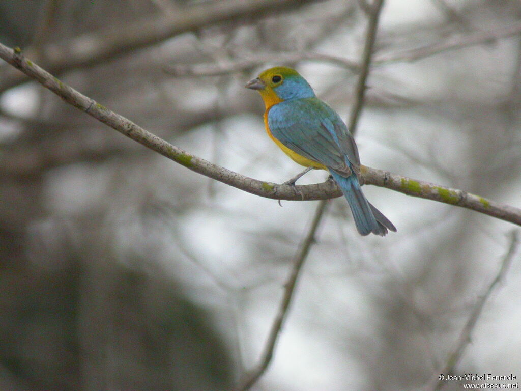 Passerin arc-en-ciel