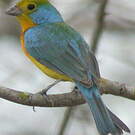 Passerin arc-en-ciel