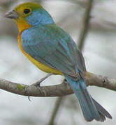 Orange-breasted Bunting