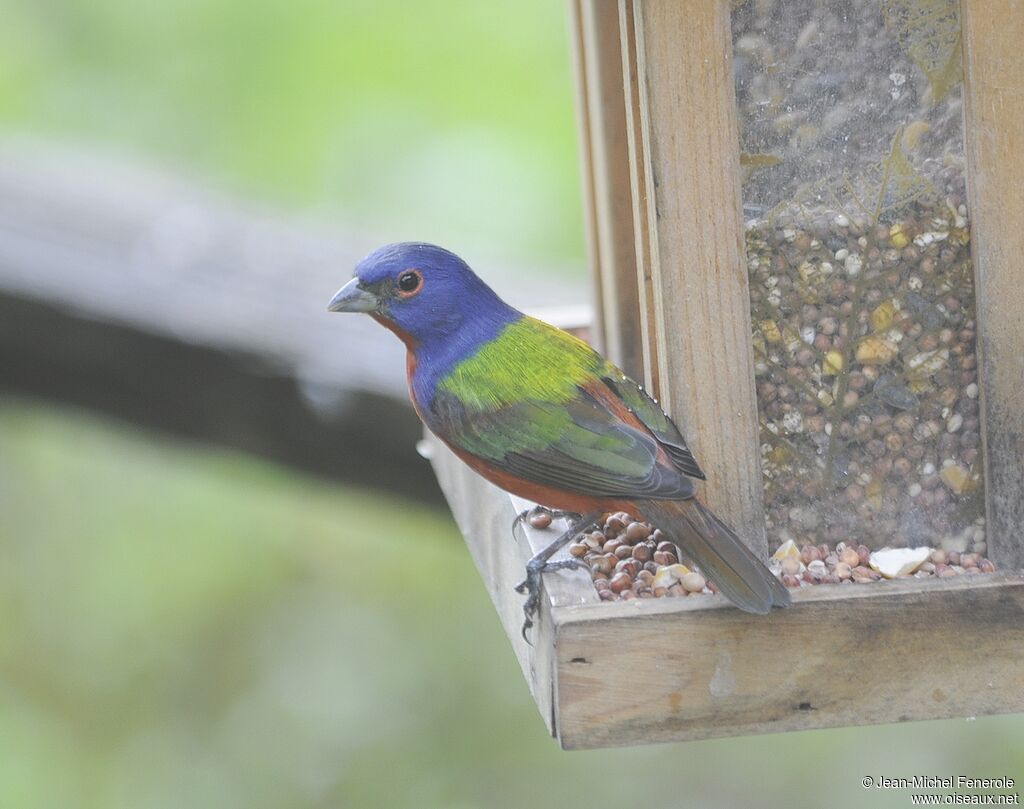 Painted Bunting