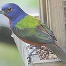 Passerin nonpareil
