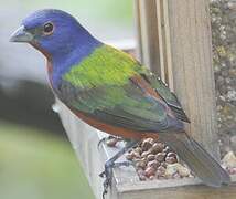 Painted Bunting