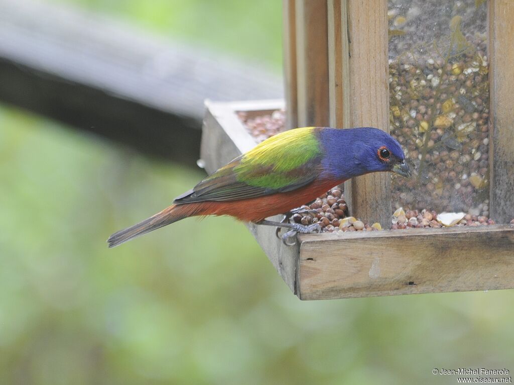 Passerin nonpareil