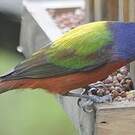 Passerin nonpareil