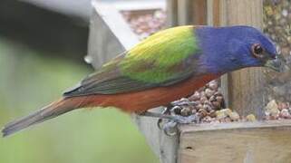 Painted Bunting