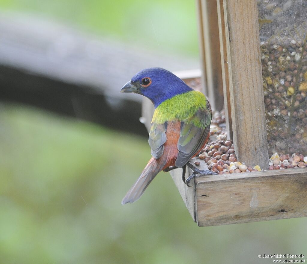 Painted Bunting