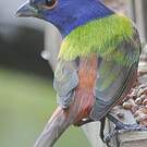 Passerin nonpareil