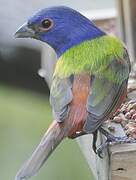 Painted Bunting