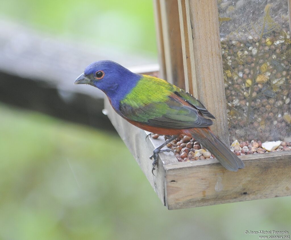 Painted Bunting