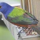 Passerin nonpareil