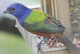 Painted Bunting