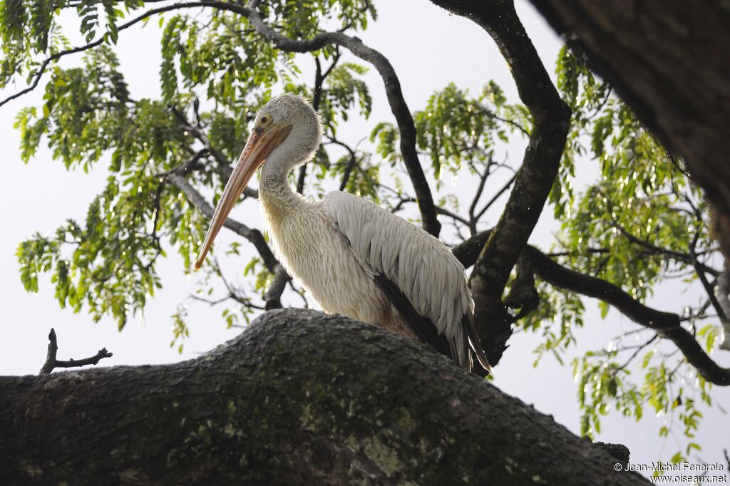 Spot-billed Pelican