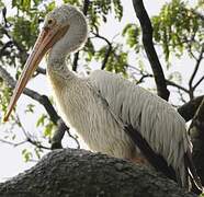 Spot-billed Pelican