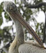 Spot-billed Pelican